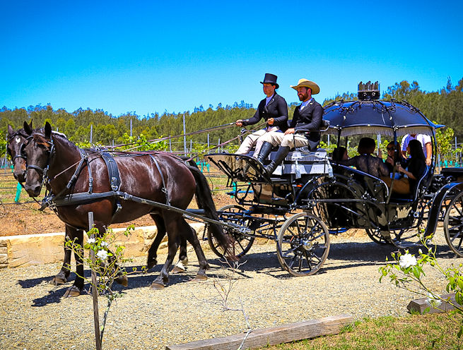 Black Cinderella Pumpkin Carriage, GUS and Jess at La Vigna Estate Open Day